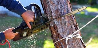 East Bakersfield, CA  Tree Services Company