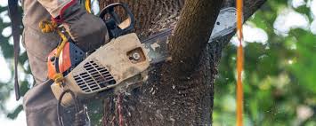 Best Tree Mulching Services  in East Bakersfield, CA