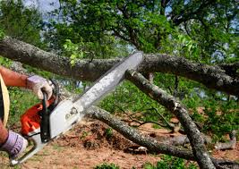 Best Tree and Shrub Care  in East Bakersfield, CA