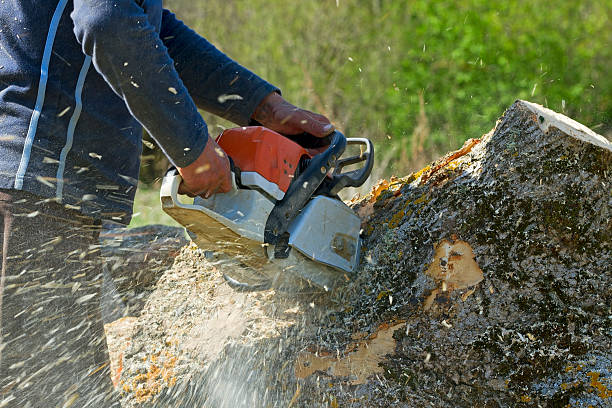 Best Hedge Trimming  in East Bakersfield, CA