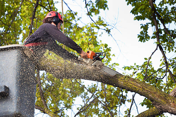 Best Weed Control Services  in East Bakersfield, CA